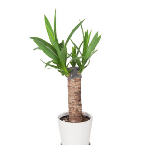 Ponytail Palm