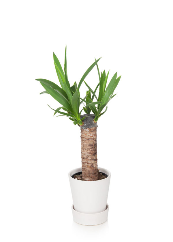 Ponytail Palm