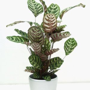 Calatheas