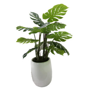 Spider Plant