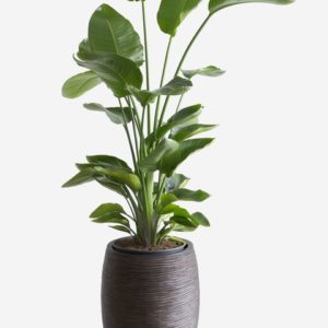 Fiddle Leaf