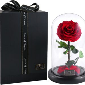 Beauty's Rose