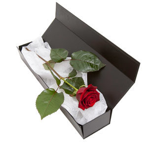 Single Rose